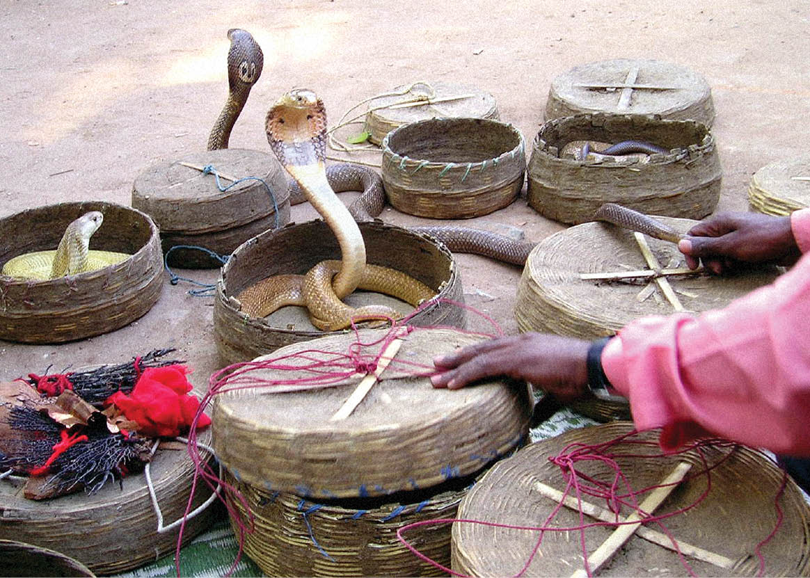 The Truth Behind Snake Charming